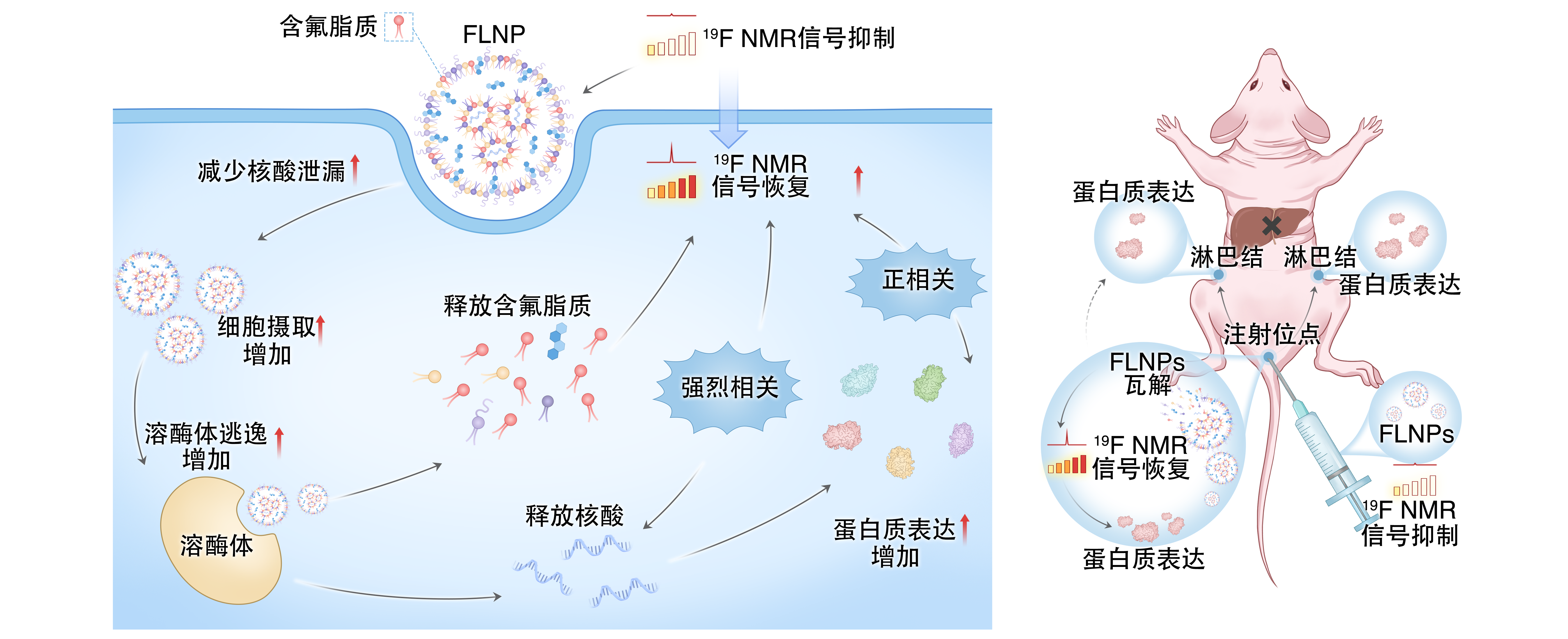 让 mRNA 在体内“看得见” J9国际站 J9在mRNA疫苗递送研究方面取得重要进展